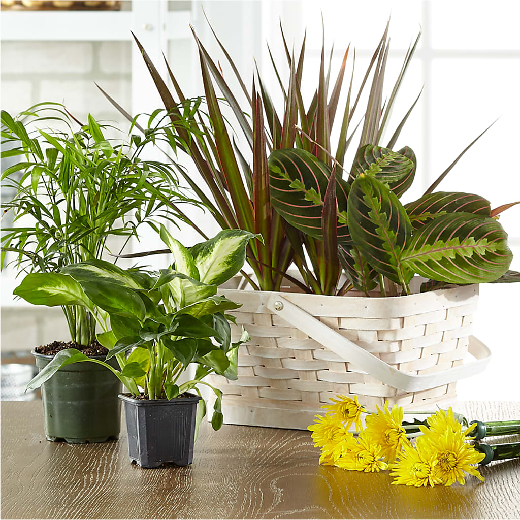Florist Designed Blooming and Green Plants in a Basket – ELIZABETH'S BLUE GARDEN LLC, Raritan NJ