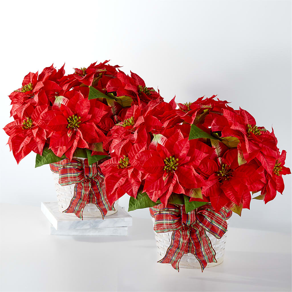 Happiest Holidays Poinsettia Bundle – ELIZABETH'S BLUE GARDEN LLC, Raritan NJ