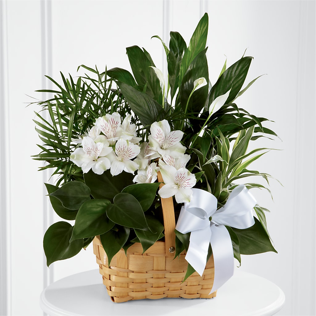 Peace & Serenity Dishgarden – ELIZABETH'S BLUE GARDEN LLC, Raritan NJ