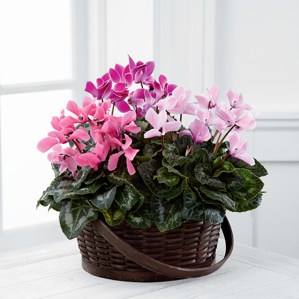 Mixed Cyclamen Planter – ELIZABETH'S BLUE GARDEN LLC, Raritan NJ