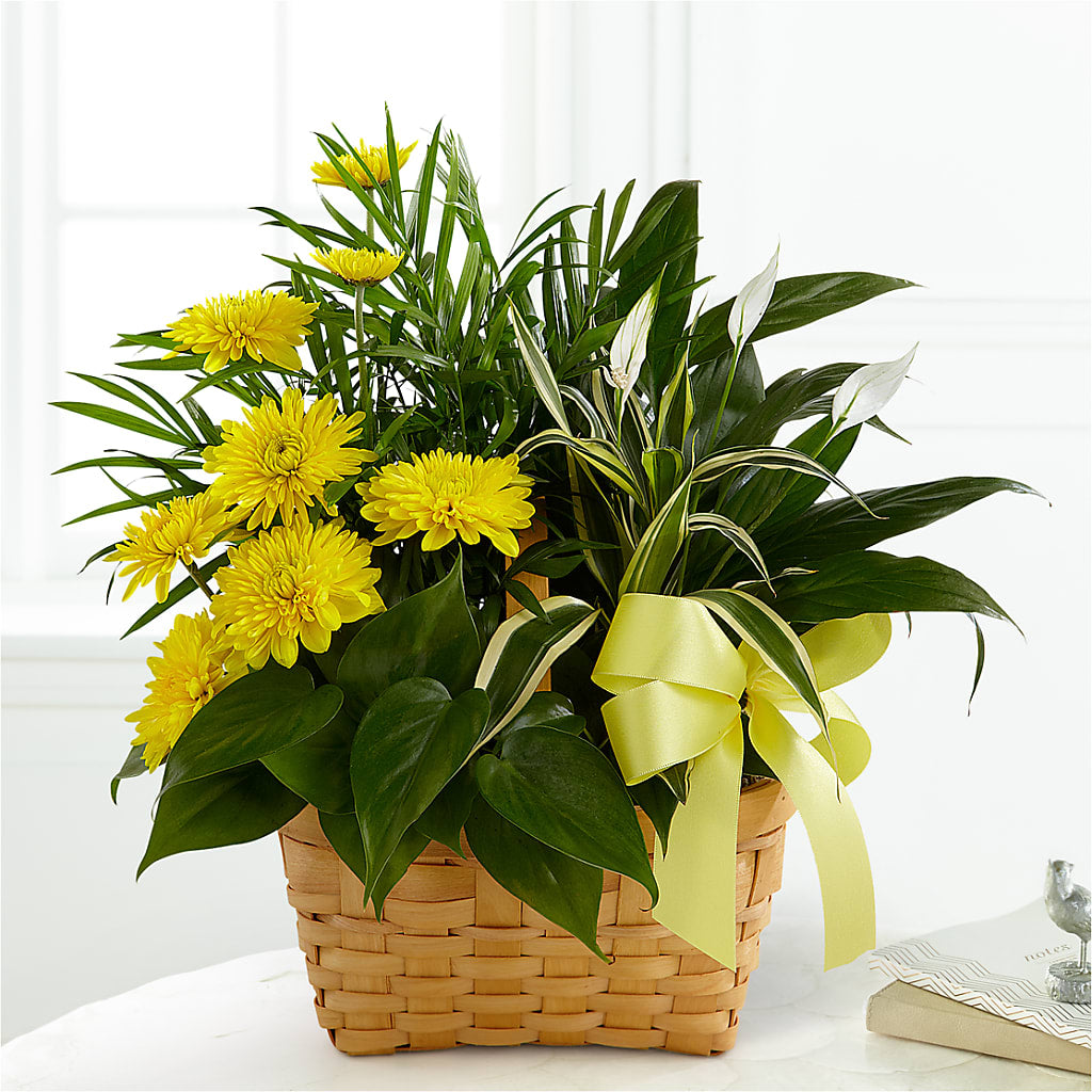 Loving Light Dishgarden – ELIZABETH'S BLUE GARDEN LLC, Raritan NJ