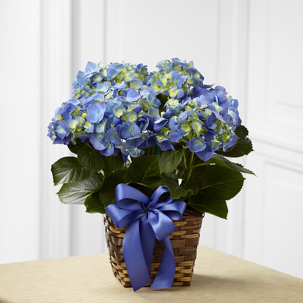 Blue Hydrangea Planter – ELIZABETH'S BLUE GARDEN LLC, Raritan NJ