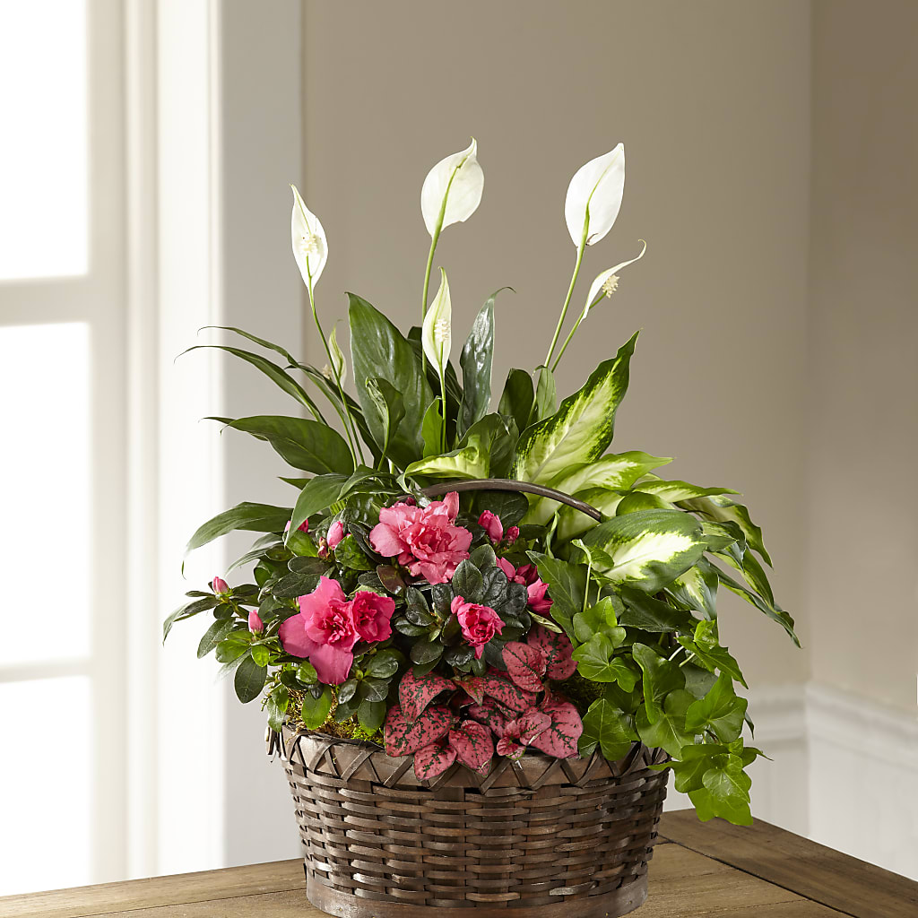 Dream in Pink Dishgarden – ELIZABETH'S BLUE GARDEN LLC, Raritan NJ