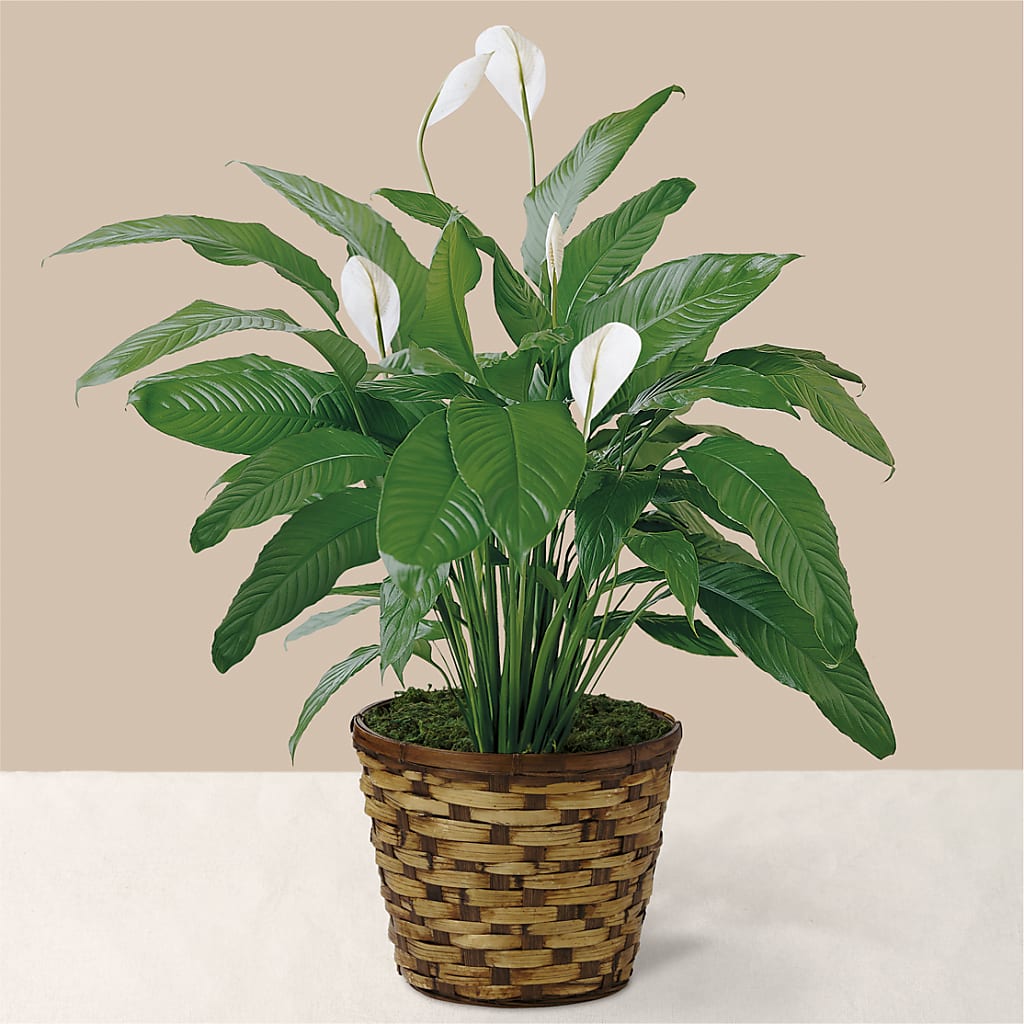 Tranquil Moments Peace Lily Plant – ELIZABETH'S BLUE GARDEN LLC, Raritan NJ