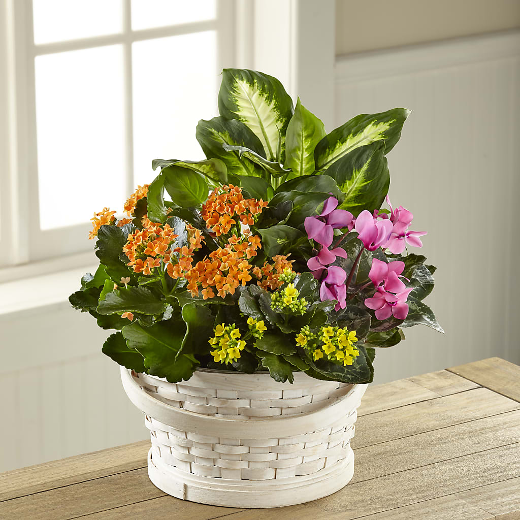 Color Crush Dishgarden – ELIZABETH'S BLUE GARDEN LLC, Raritan NJ