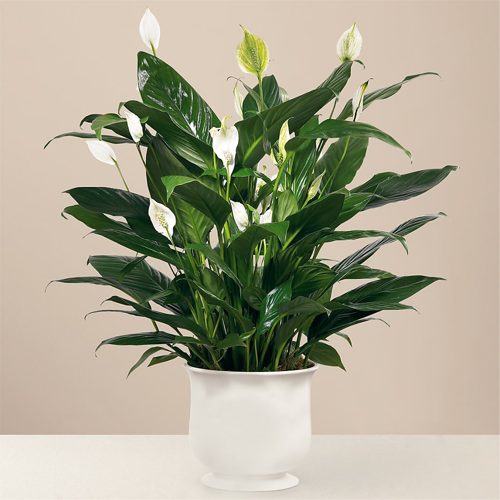 Comfort Planter – ELIZABETH'S BLUE GARDEN LLC, Raritan NJ