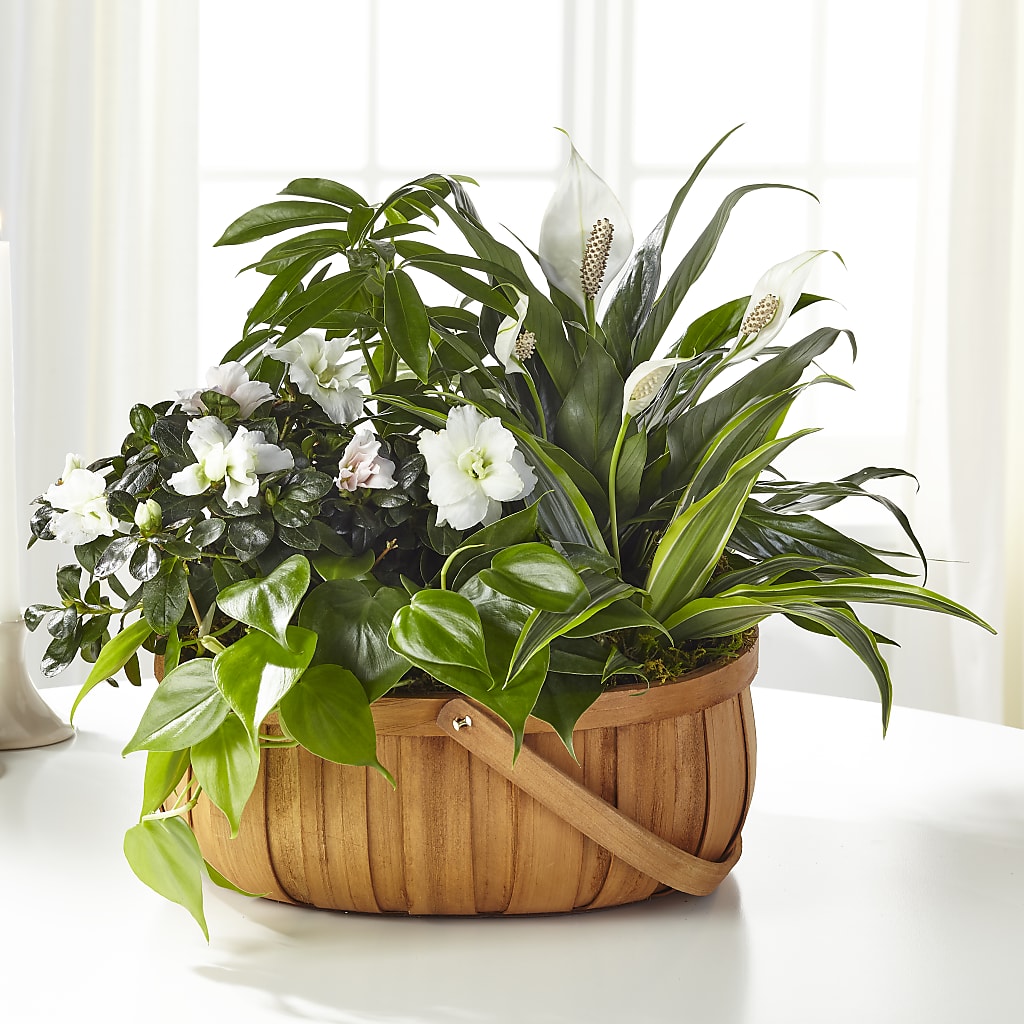 Serene Dishgarden – ELIZABETH'S BLUE GARDEN LLC, Raritan NJ