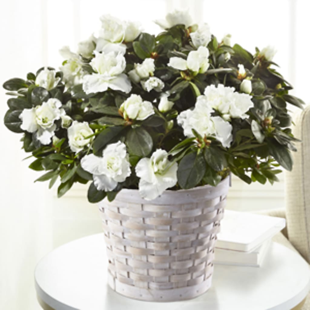 White Azalea Plant – ELIZABETH'S BLUE GARDEN LLC, Raritan NJ