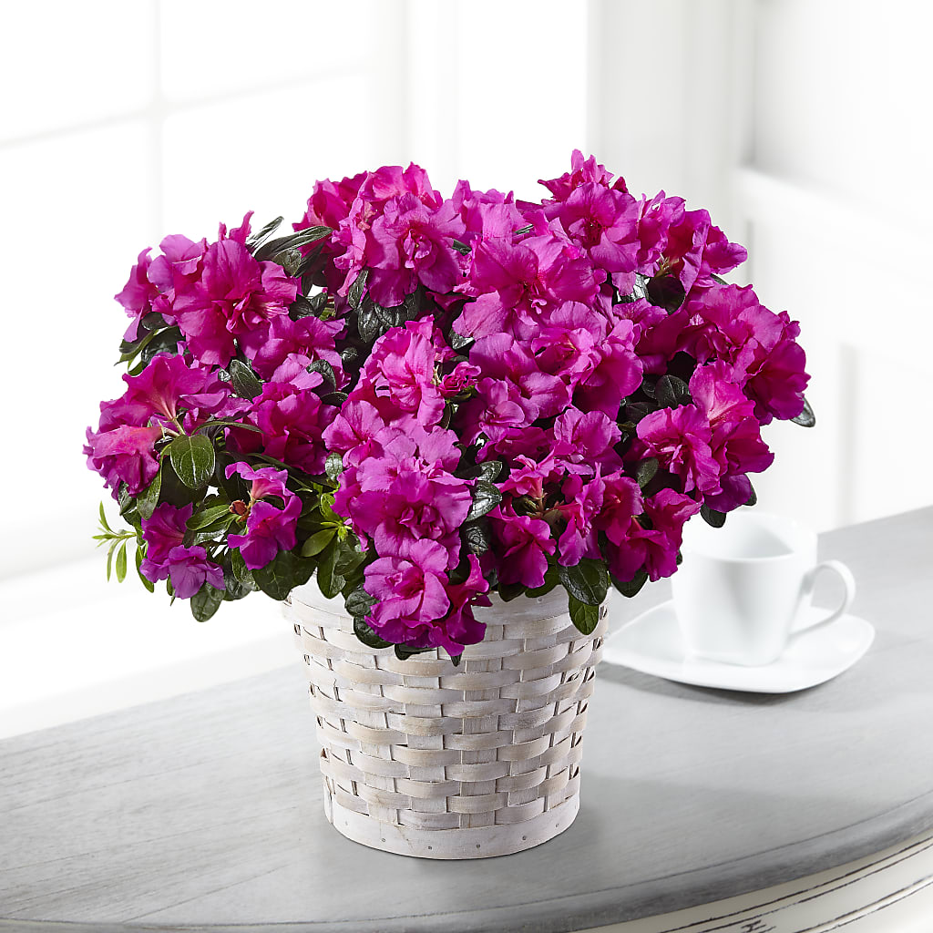 Hope & Serenity Azalea Plant – ELIZABETH'S BLUE GARDEN LLC, Raritan NJ