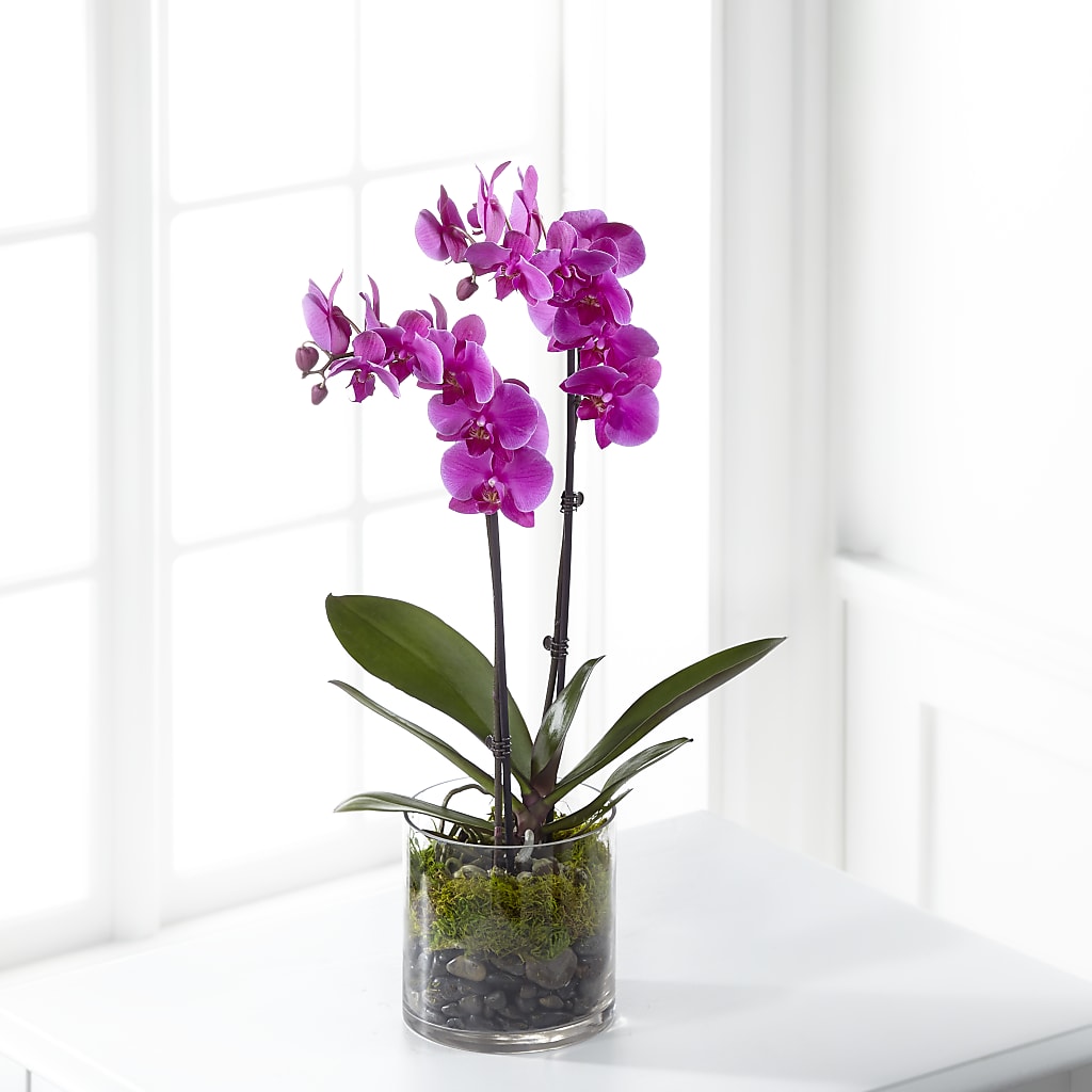 Pink Orchid Plant – ELIZABETH'S BLUE GARDEN LLC, Raritan NJ