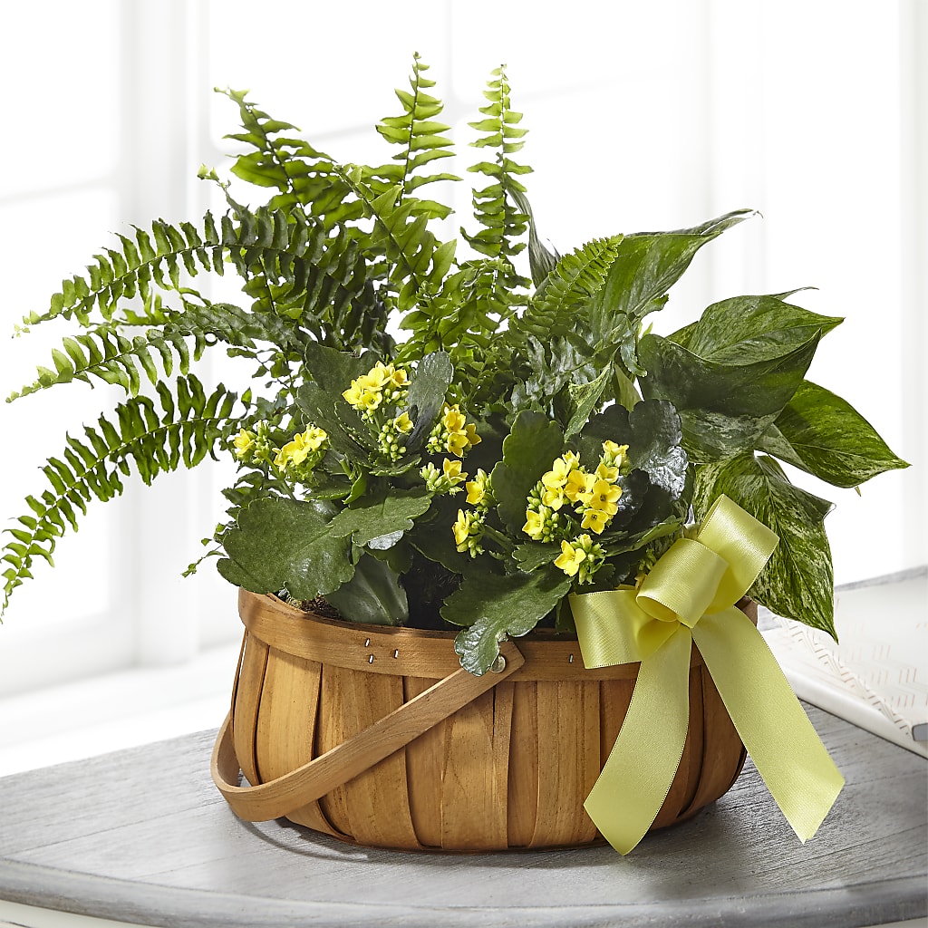 Always Dear Dishgarden – ELIZABETH'S BLUE GARDEN LLC, Raritan NJ