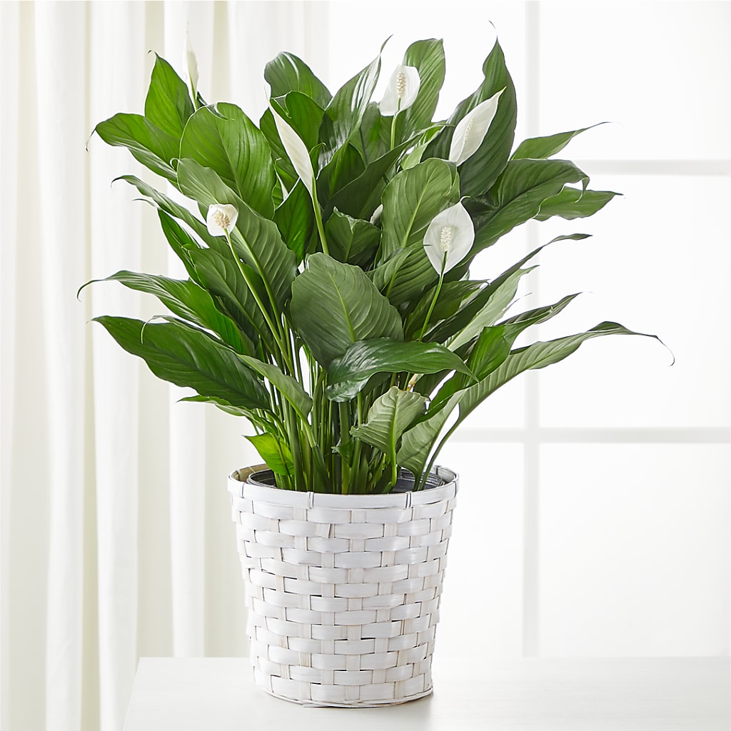 A New Leaf Peace Lily – ELIZABETH'S BLUE GARDEN LLC, Raritan NJ