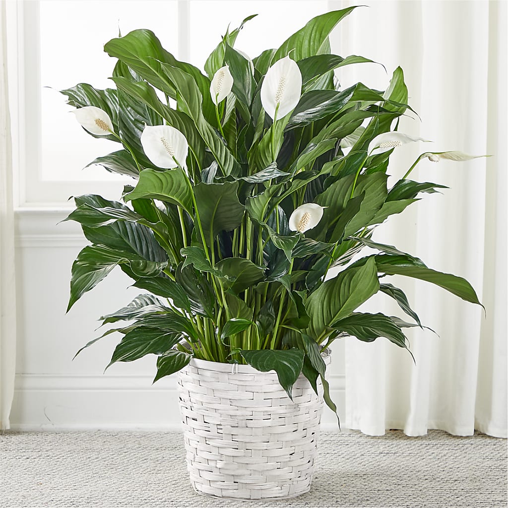 A New Leaf Peace Lily – ELIZABETH'S BLUE GARDEN LLC, Raritan NJ