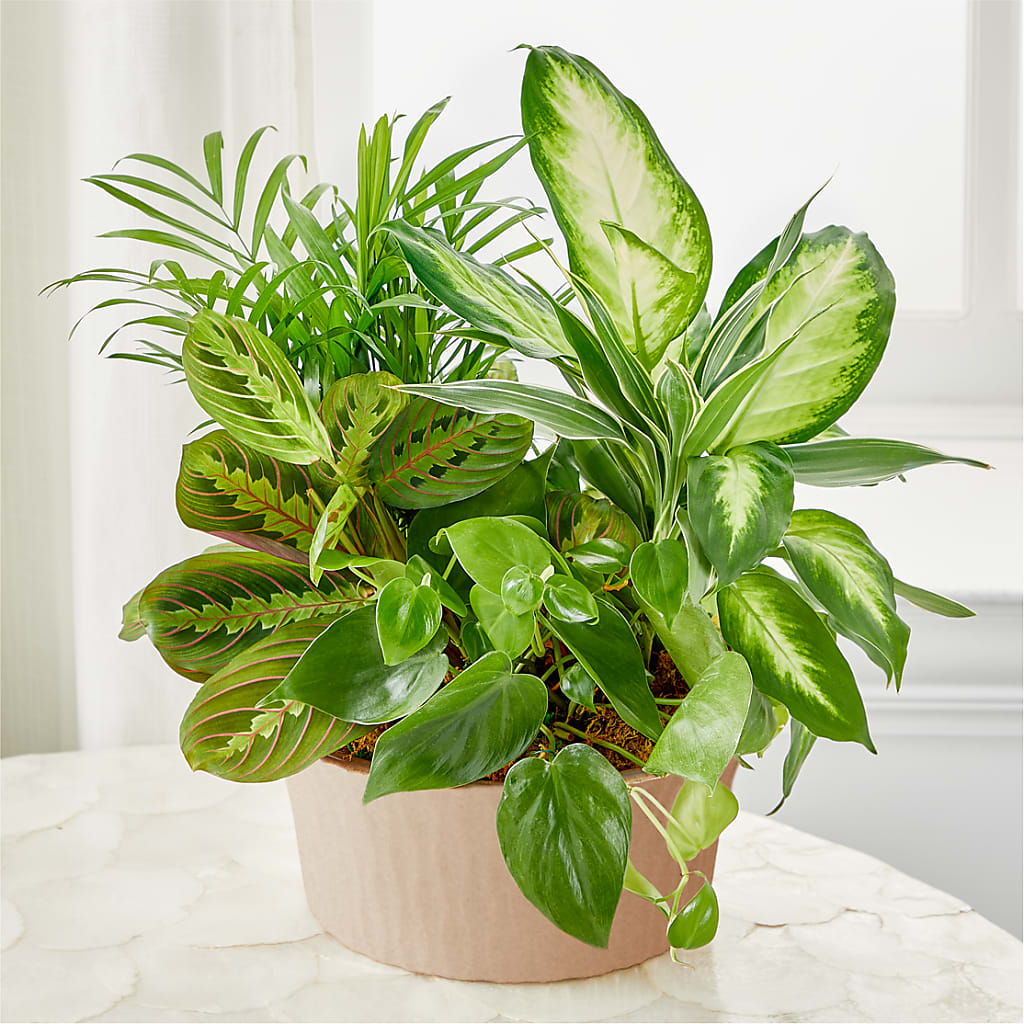 Balance & Harmony Dishgarden – ELIZABETH'S BLUE GARDEN LLC, Raritan NJ