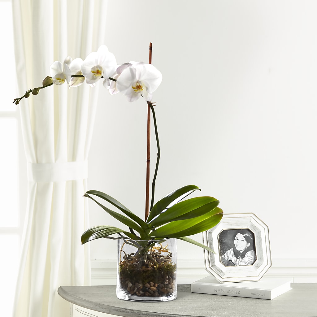White Orchid Planter – ELIZABETH'S BLUE GARDEN LLC, Raritan NJ