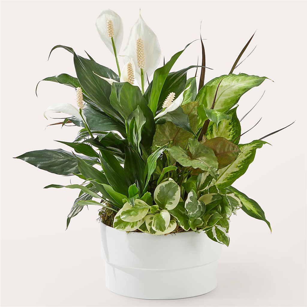 Radiating Positivity Dishgarden – ELIZABETH'S BLUE GARDEN LLC, Raritan NJ